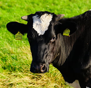 karvė, karvės pienas, jautienos, ganyklos, gyvūnų, žemės ūkis, galvijų