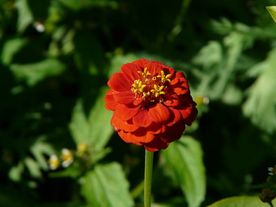Zinnie, Zinnia violacea, Blume, Blüte, Bloom, Sommerblume, rot