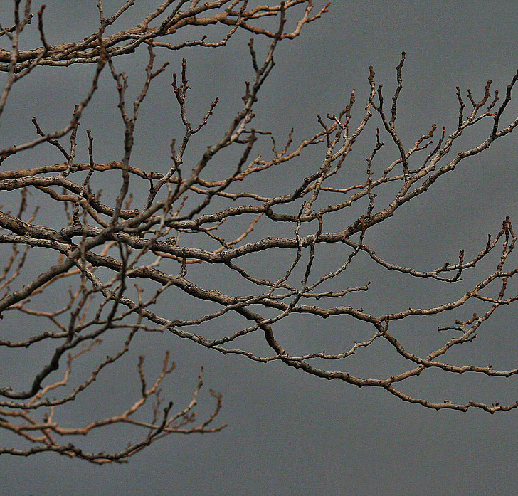 bare branches, tree, branches, twigs, bare, grey, winter