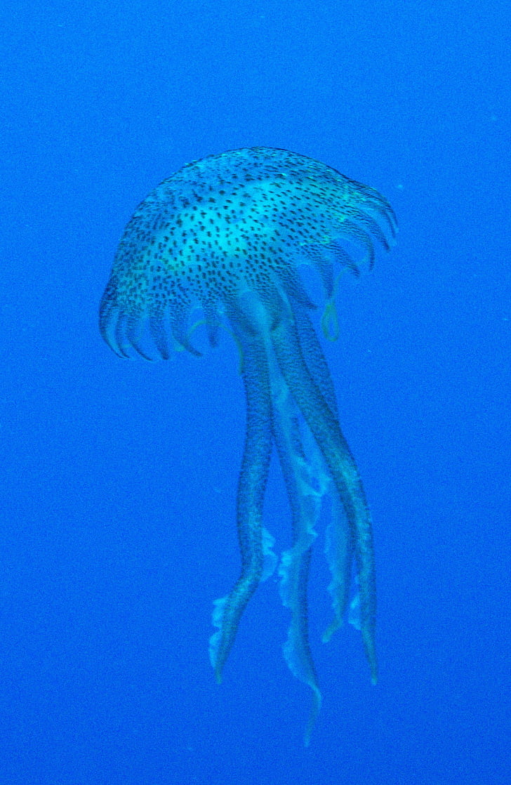 jellyfish, malta, mediterranean, diving, creature, sea animal, medusa