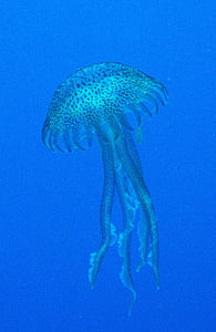 meduzy, Malta, Morza Śródziemnego, nurkowanie, istota, morze zwierzę, Medusa