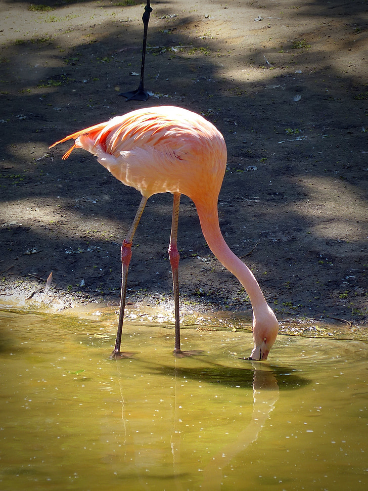 Flamingo, bere, uccello, natura, rosa, piuma, piumaggio