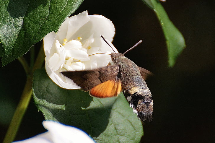 Beija-flor hawk moth, borboleta, Mariposa, inseto, asa, voar, natureza