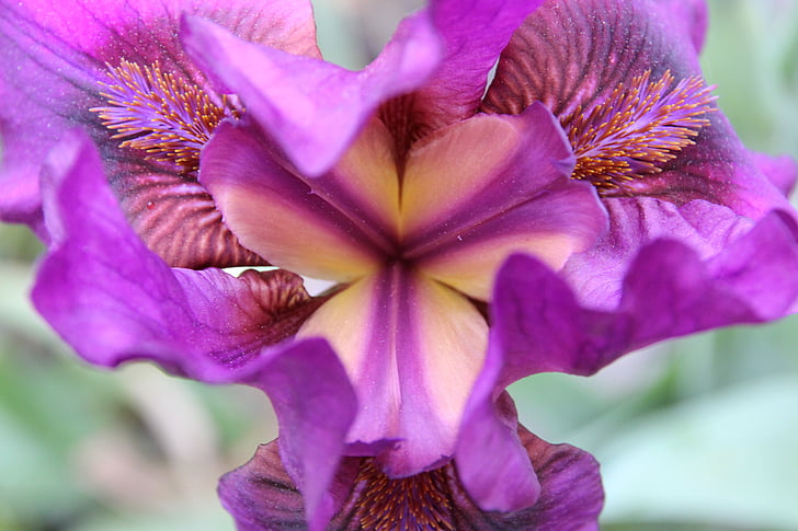 Iris, planta, violeta, flor, flor, macro, planta de jardí