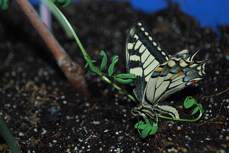 Swallowtail motyl, duży, kolorowe, drewno, kij, niebieski, żółty
