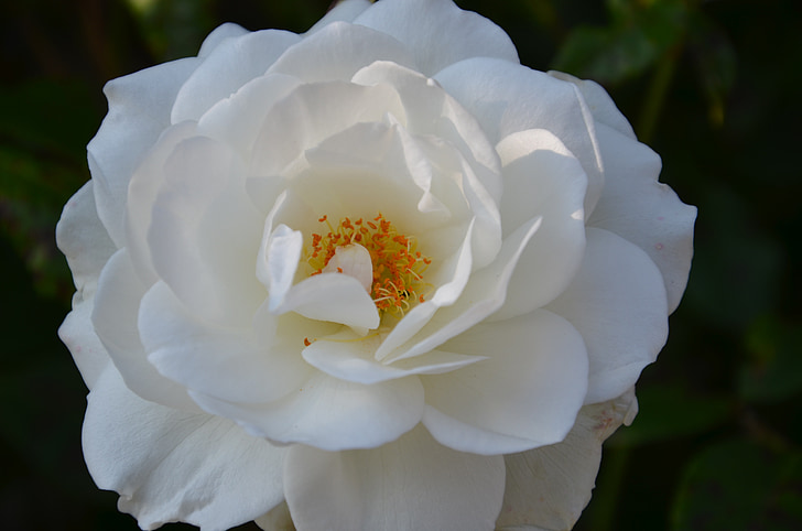 white rose, petals, rose bloom, white, rose family