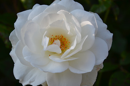 rose blanche, pétales, floraison rose, blanc, famille des roses