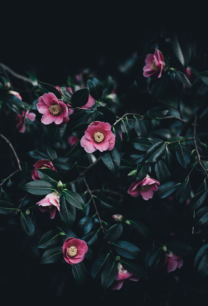temno, listov, rastlin, narave, cvet, roza barve, Rose - cvet