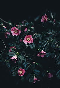 ciemne, liść, roślina, Natura, kwiat, kolor różowy, Róża-