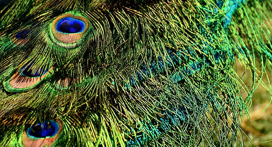 peacock feathers, colorful, iridescent, bird, plumage, nature, animal world