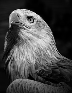 eagle, bird, outside, beak, wild, nature, predator