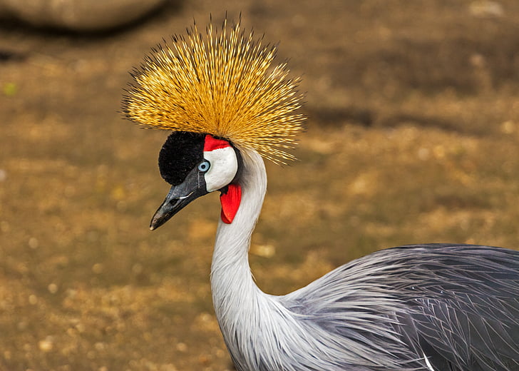 Cape crane, balearica regulorum, Crane, burung, satu binatang, hewan satwa liar, hewan di alam liar