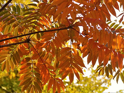 feuilles jaunes, feuilles automnales, arbre de Ginkgo, rouge, Huang, vert, orange