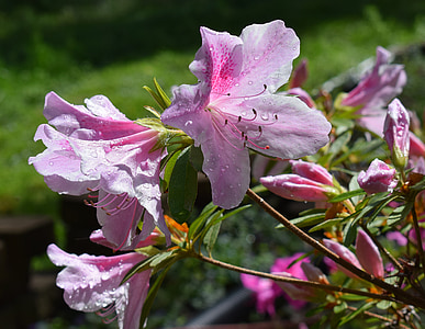 rain-wet azalea, rain drops, azalea, flower, blossom, bloom, shrub