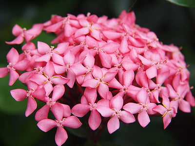 hydrangea, pink, flowers, garden, black