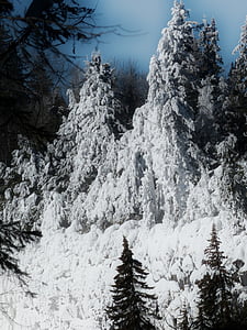 canim cau, Colúmbia Britànica, Canadà, glaçat, arbre, bosc, canó