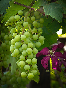 Grapevine, raisins, raisins de table, vigne, stock de raisin, viticulture, vin