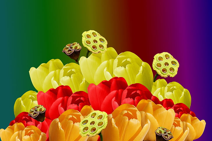 baggrunden, blomster, farvede, Tulipaner, farverige, blomst, gule blomster