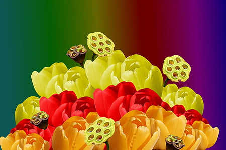 bakgrunden, blommor, färgade, tulpaner, färgglada, blomma, gula blommor