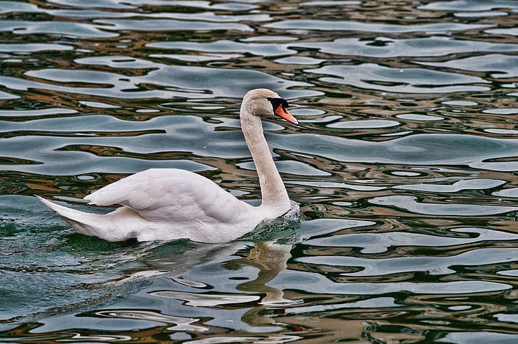 swan, river, water's edge, reflections, reflections on the water, magestic, bird