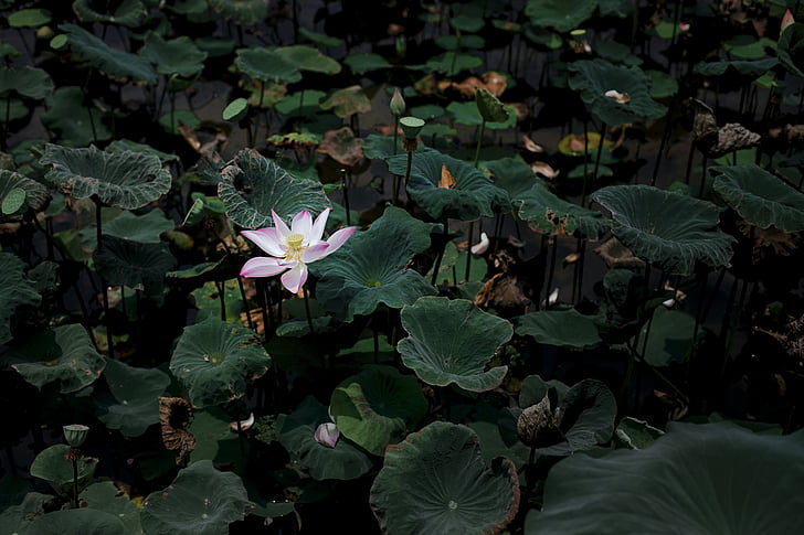 water lily, scene, petal, bloom, nature, plant