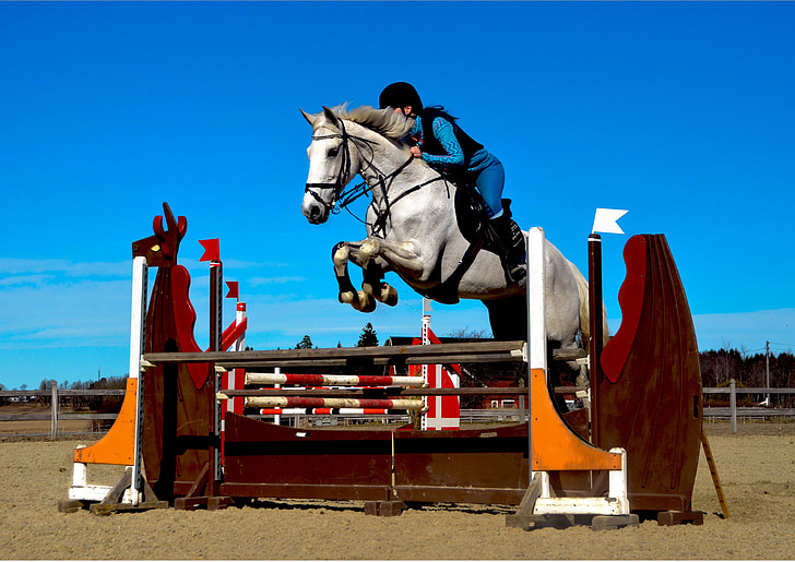 horse, horses, showjumping, equine, jumping, rider, riding