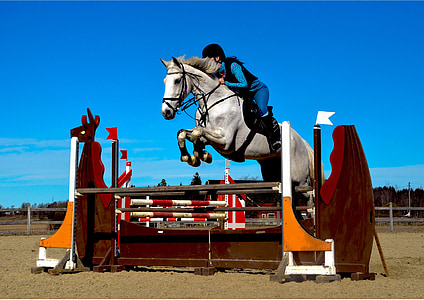 cheval, chevaux, saut d’obstacles, équins, saut d’obstacles, Rider, Circ.