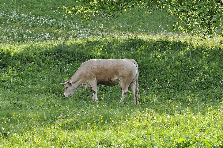 крава, говеждо месо, животните, Животновъдство, ливада, трева, пасища