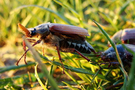 maybug, beetle, macro, maikäfer, grass, insect, melolontha