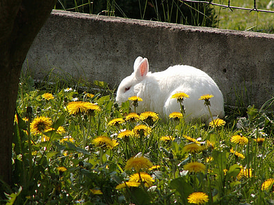 stunted, rabbit, on the fence, animal, spring, dandelions, dandelion