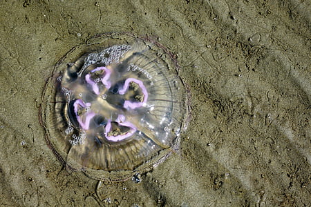 jellyfish, north sea, beach, mollusk, sand beach, sand, salt water jellyfish