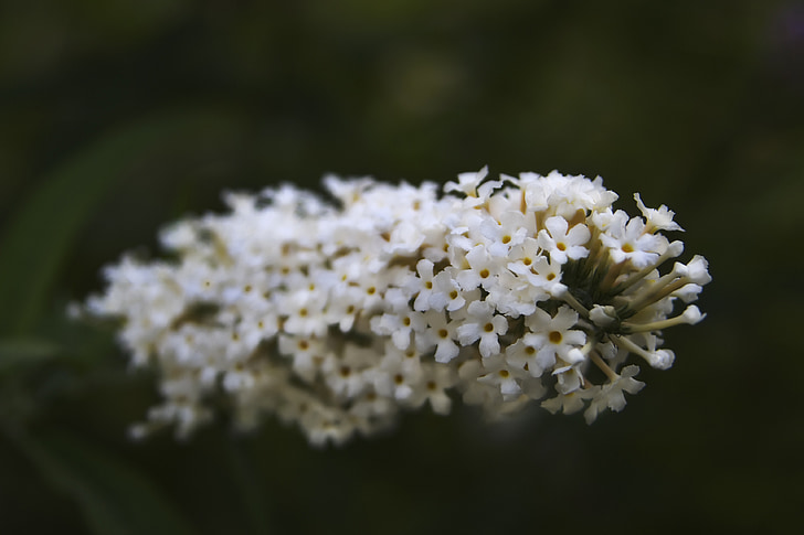 λουλούδια, λευκό, φύση, άνοιξη