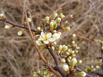 Blackthorn, μπουμπούκια, λουλούδια, Prunus, Κορόμηλο, spinosa, λευκό
