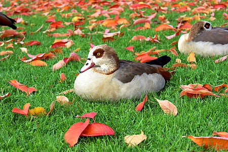 nilgans, 鸭, 水鸟, 秋天的落叶, 野生的鸟, 秋天的色彩