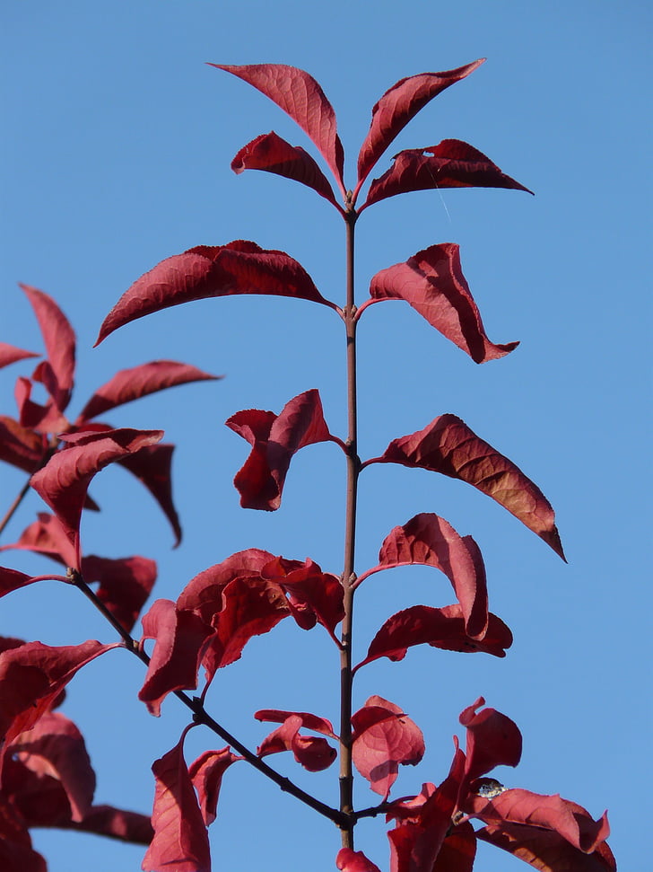 listy, červená, Omalovánky, podzim, kapky vody na listech, Prunus serrulata, orientální cherry