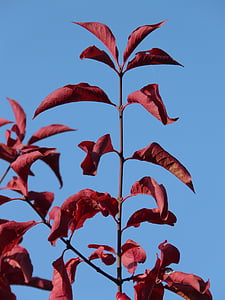 leaves, red, coloring, autumn, japanese flowering cherry, prunus serrulata, oriental cherry