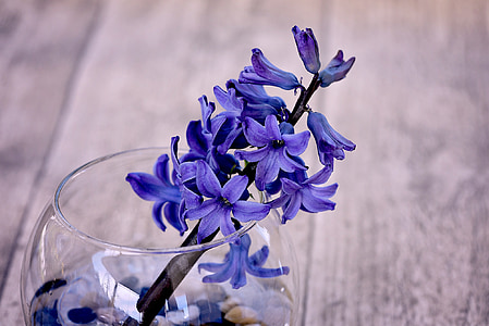 hyacinth, blå, blueme, blomster, blå blomst, duftende blomst, duftende