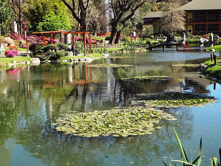 sjön, japansk trädgård, Buenos aires, dammen, träd, vatten