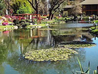 jezero, Japanski vrt, Buenos aires, ribnjak, drvo, vode