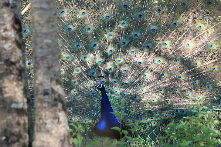 Peacock, vogel, dieren, natuur, wiel, dier, veren