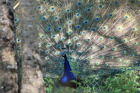 Peacock, con chim, động vật, Thiên nhiên, bánh xe, động vật, lông