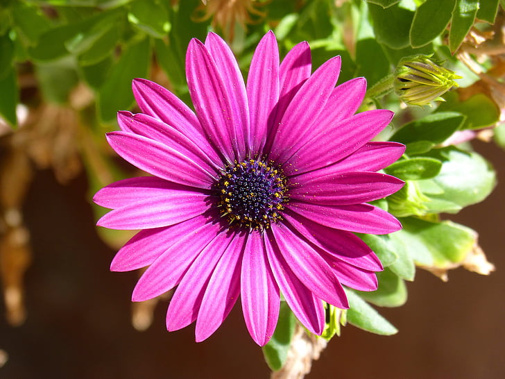flower, purple, purple flower, petals, detail
