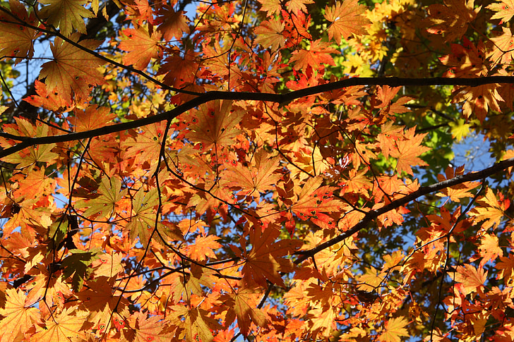 MT seoraksan, rudenī zaļumiem, rudens lapas