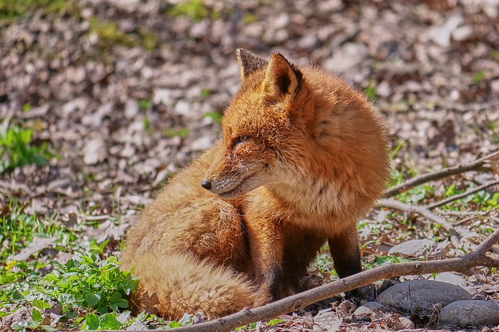 Fuchs, elegant, esquinçada, bosc, animal salvatge, animal, món animal