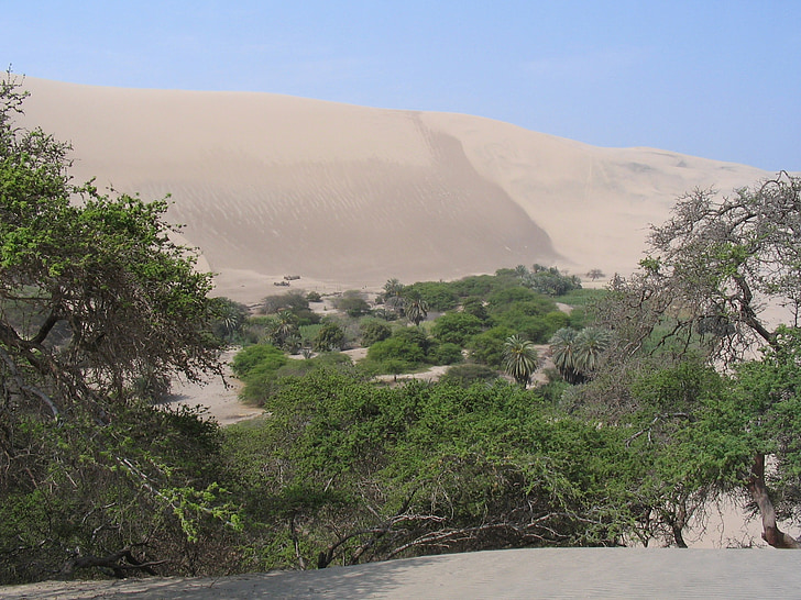 pustinja, Peru, oaza, pijesak, stabla