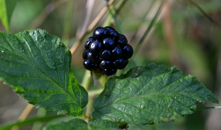 BlackBerry, Rubus, BlackBerry giver, bær, Rubus sectio rubus, Rosenfamilien, Rosaceae