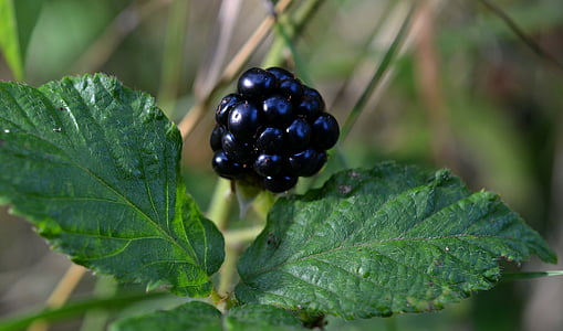 BlackBerry, Rubus, folhas de Blackberry, bagas, Rubus secção rubus, família rosa, Rosaceae