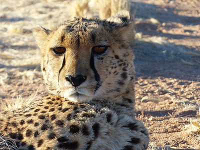 Gepard, Katze, Aufzucht, zähmen, Tierwelt, Afrika, Safaritiere