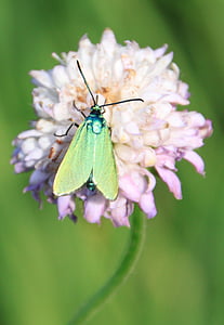 bướm, màu xanh lá cây, kim loại, phản ánh, đôi cánh, côn trùng, côn trùng