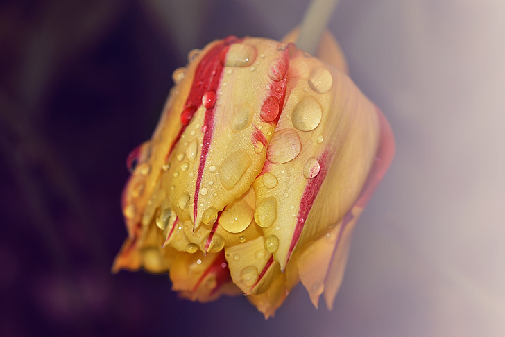 tulip, flower, plant, blossom, bloom, yellow red, drop of water